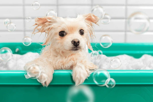 Add on - Tiny/Small Dog De-shedding